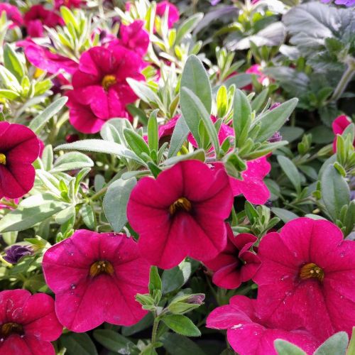 Calibrachoa Noa Red Improved