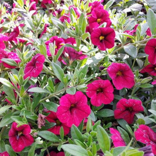 Calibrachoa Noa Red Improved