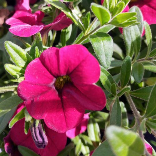 Calibrachoa Noa Red Improved