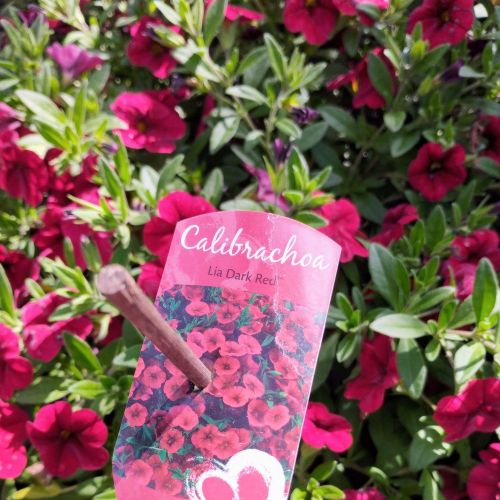 Calibrachoa Noa Red Improved