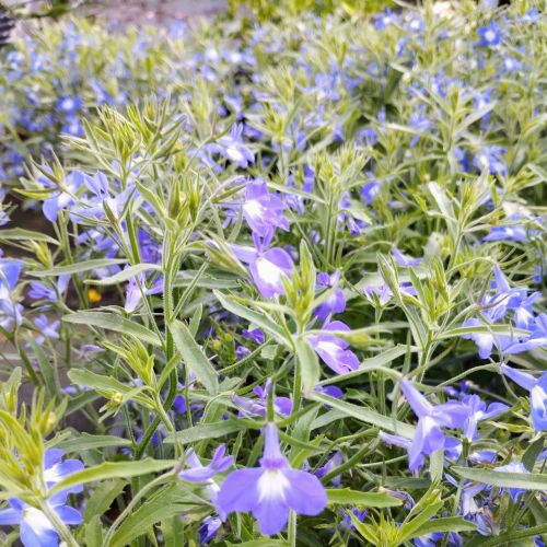 Lobelia Hot Bavaria