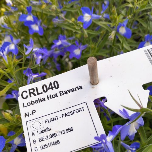 Lobelia Hot Bavaria