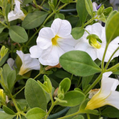 Calibrachoa Callie White