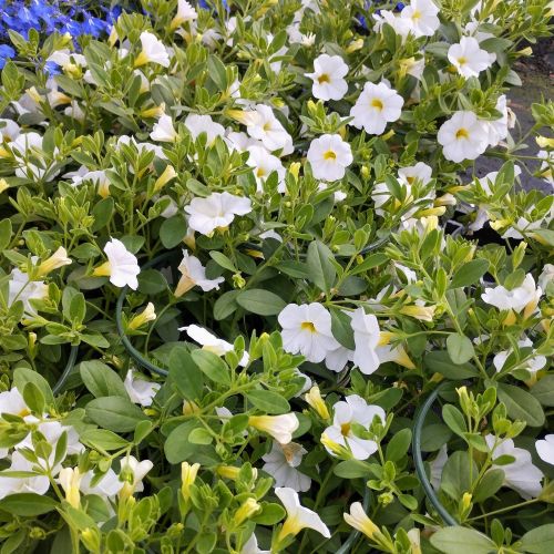 Calibrachoa Callie White