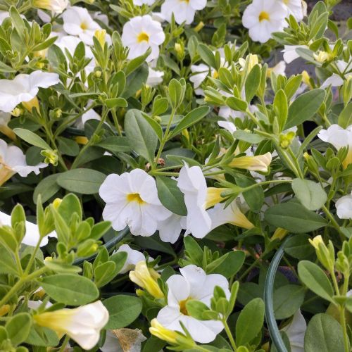 Calibrachoa Callie White