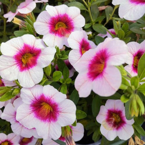 Calibrachoa Aloha Tiki Soft Pink