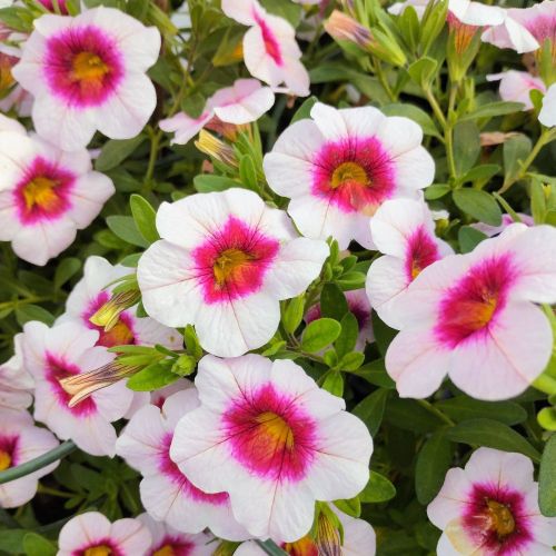 Calibrachoa Aloha Tiki Soft Pink