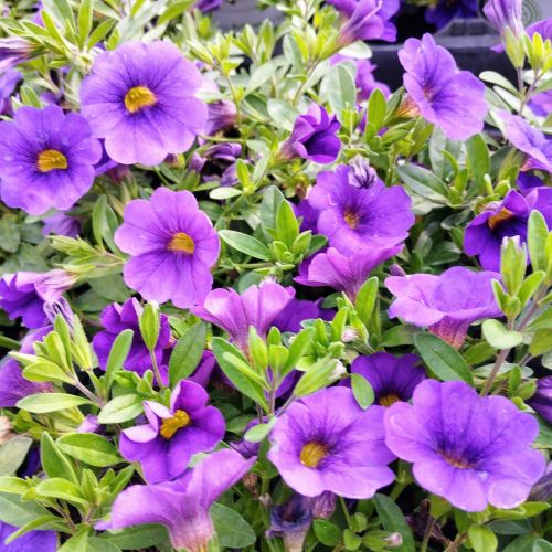 Calibrachoa Retombant Mini Famous Uno Blue Vein