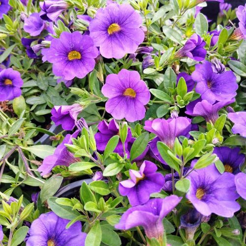 Calibrachoa Retombant Mini Famous Uno Blue Vein