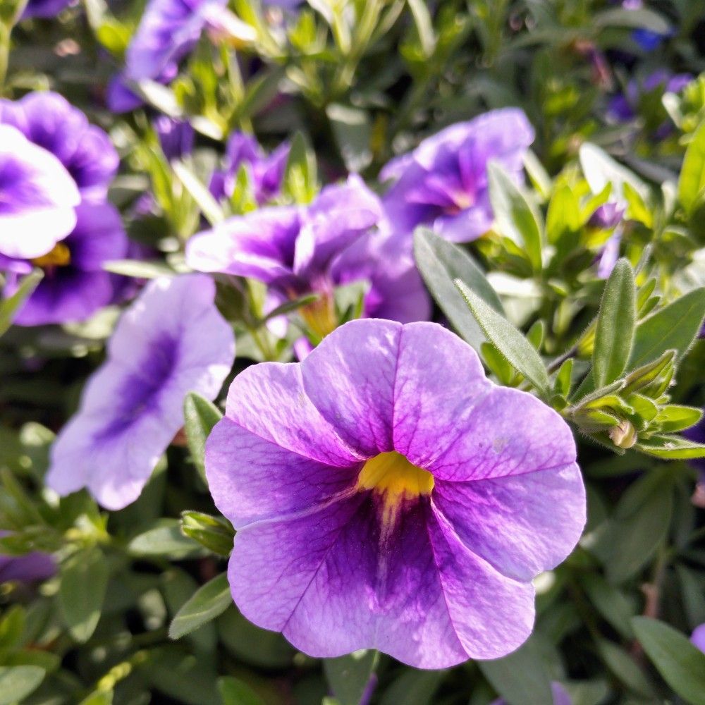 Calibrachoa Retombant Mini Famous Neo Royal Blue 16