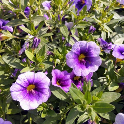 Calibrachoa Retombant Mini Famous Neo Royal Blue 16