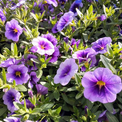 Calibrachoa Retombant Mini Famous Neo Royal Blue 16