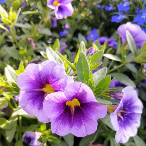 Calibrachoa Retombant Mini Famous Neo Royal Blue 16