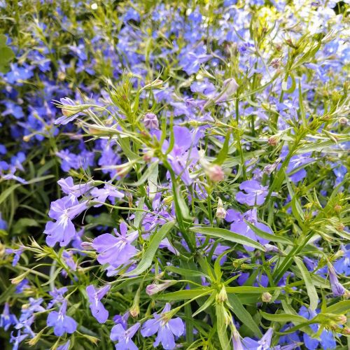 Lobelia Anabel Blue