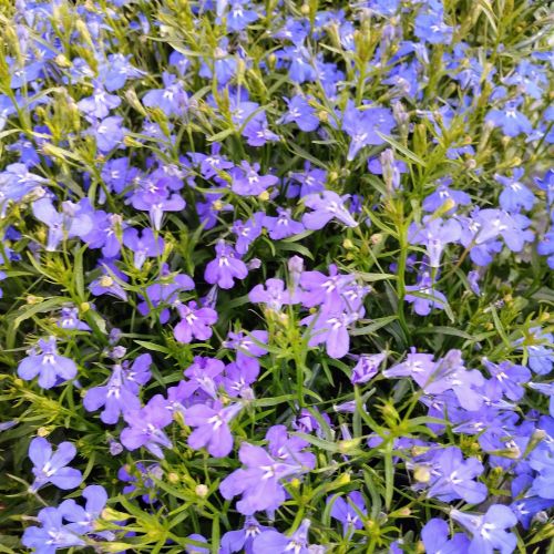 Lobelia Anabel Blue