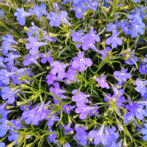 Lobelia Anabel Blue