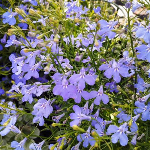 Lobelia Anabel Blue