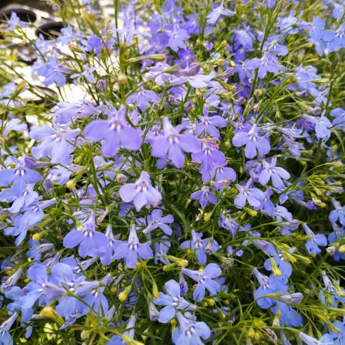 Lobelia Anabel Blue