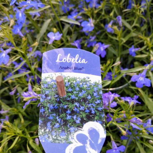 Lobelia Anabel Blue