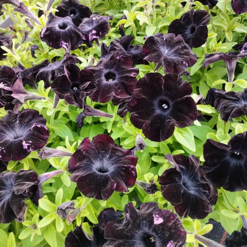 Surfinia Compact Sweetunia Black Satin