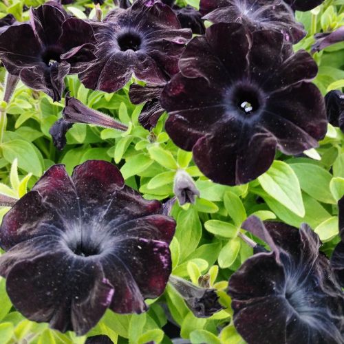 Surfinia Compact Sweetunia Black Satin