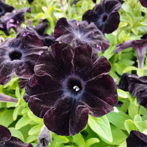 Surfinia Compact Sweetunia Black Satin