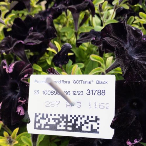 Surfinia Compact Sweetunia Black Satin