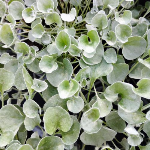 Dichondra Silverfalls