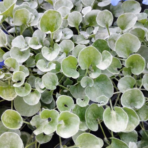 Dichondra Silverfalls