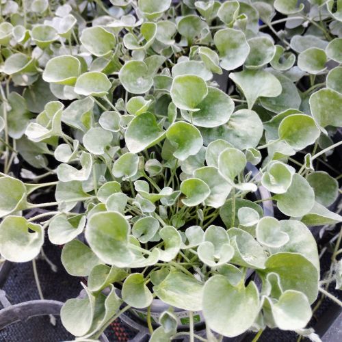 Dichondra Silverfalls