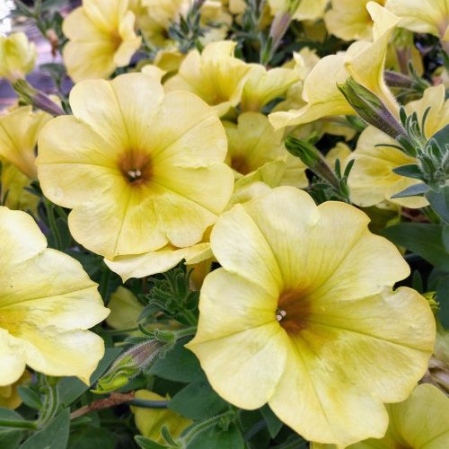 Petunia Aurora Banana Candy