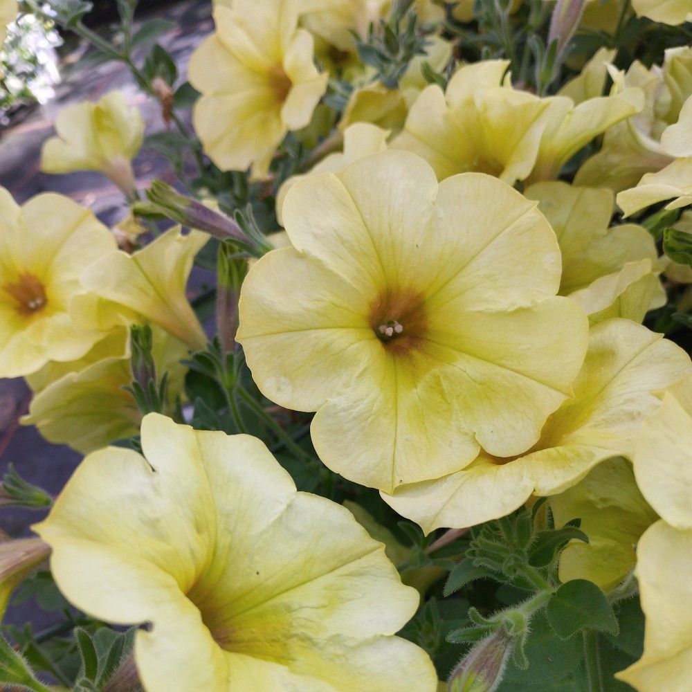 Petunia Aurora Banana Candy