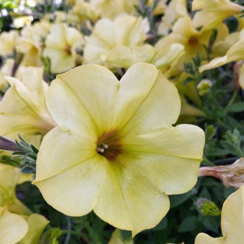 Petunia Aurora Banana Candy