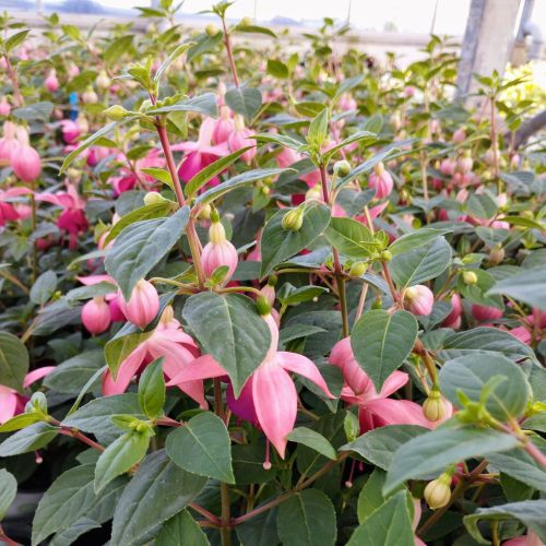 Fuchsia Paula Jane