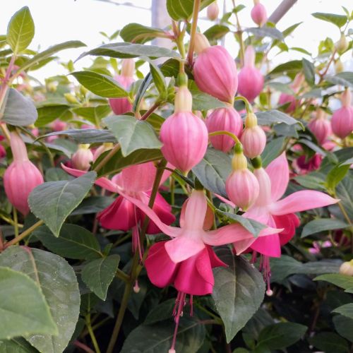 Fuchsia Paula Jane