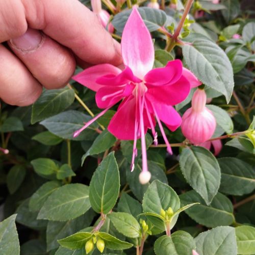 Fuchsia Paula Jane