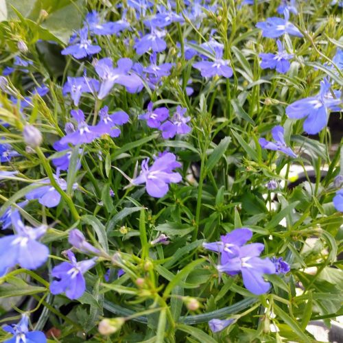 Lobelia Laguna Retombant Trailing Dark Blue