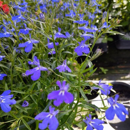 Lobelia Laguna Retombant Trailing Dark Blue