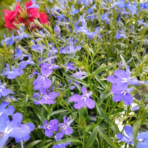 Lobelia Laguna Retombant Trailing Dark Blue