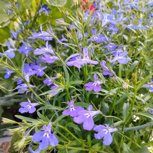 Lobelia Laguna Retombant Trailing Dark Blue