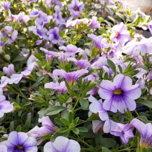 Calibrachoa Retombant Mini Famous Uno Blue Vein