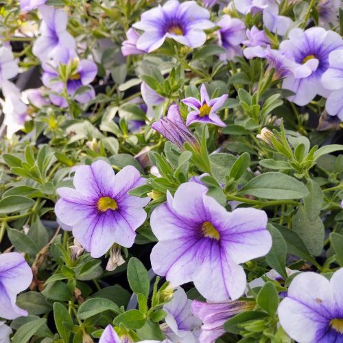 Calibrachoa Retombant Mini Famous Uno Blue Vein