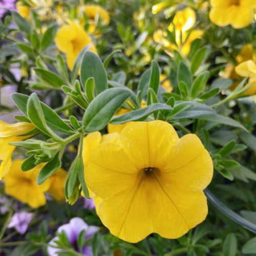 Calibrachoa Callie Hybrida Deep Yellow