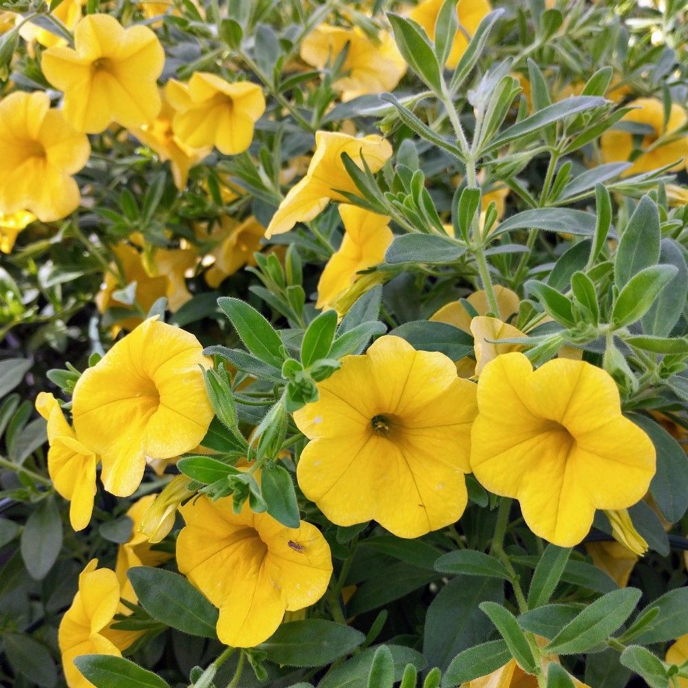 Calibrachoa Callie Hybrida Deep Yellow