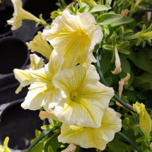 Petunia Surfinia Yellow Dream