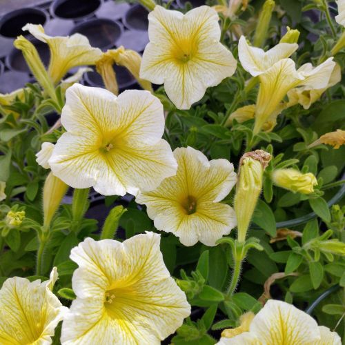 Petunia Surfinia Yellow Dream