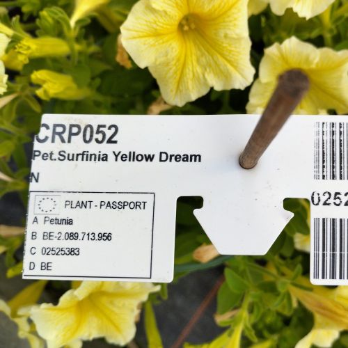 Petunia Surfinia Yellow Dream