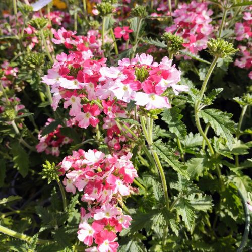 Verveine Hybrida Lanai Twister Red