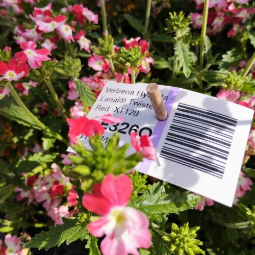 Verveine Hybrida Lanai Twister Red