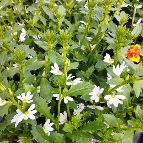 Scaevola Early Compact White